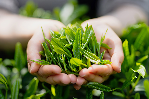 お茶の葉の画像